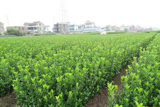 河南省鄢陵縣飛揚(yáng)花木基地