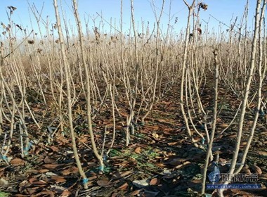 【冬天可以栽植櫻桃苗嘛光澤度好紅手球櫻桃苗廠家價格】泰安高新區(qū)旺運(yùn)苗木中心