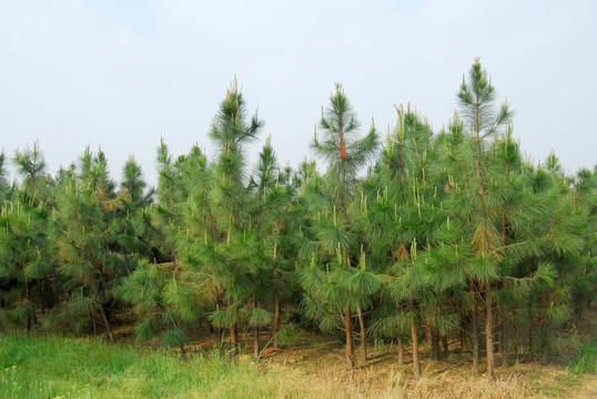 木麻黃
