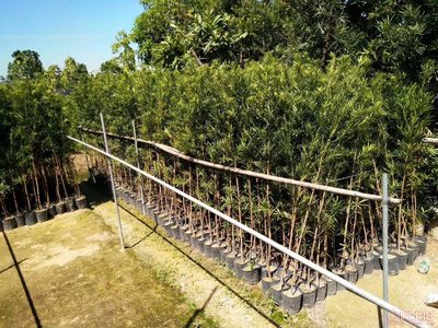 【羅漢松培養基地、羅漢松小苗直銷、質優價廉】綠化苗木,價格,廠家,供應商,花木,龍海市東泗興輝園藝場 - 產品庫
