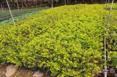 【黃金葉種植基地、基地直銷、質(zhì)優(yōu)價(jià)廉】綠化苗木,價(jià)格,廠家,供應(yīng)商,花木,龍海市東泗興輝園藝場 - 產(chǎn)品庫