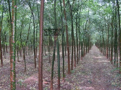 耐寒苗木、北欒、垂柳、旱柳、國槐圖片