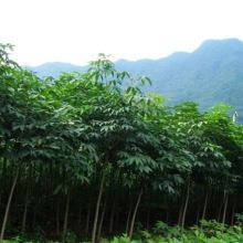  沭陽縣狀元綠化苗木場(chǎng) 主營(yíng) 馬褂木 七葉樹 楓香
