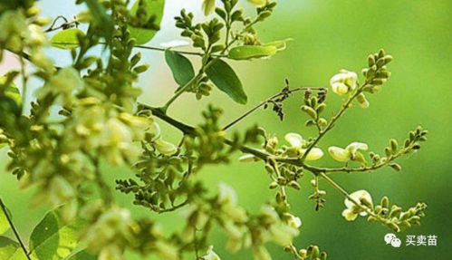 未來(lái)幾年,種植什么苗木比較賺錢