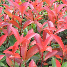 江西優(yōu)質(zhì)苗木基地 江西紅葉石楠苗價格