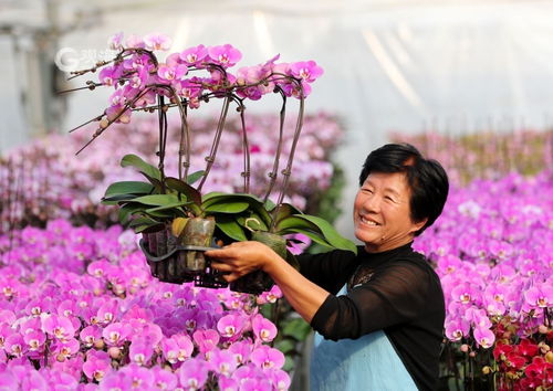 美麗經濟綻放 年宵花市場再升溫，花卉種植迎新春