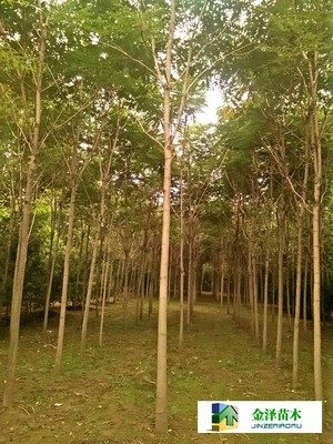 千頭椿苗木的南北種植熱土 遼寧、山西、山東及河北保定博野金澤基地