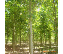 軒都苗木基地直銷優質馬褂木（鵝掌楸）樹苗，量大優惠，綠化優選