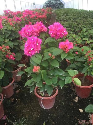 龍海市東泗興輝園藝場 專業三角梅種植基地，品質苗木常年供應