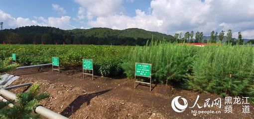 黑龍江省林草局召開現場推進會 以花卉種植為支點，撬動產業興、職工富、生態美的新型林場建設
