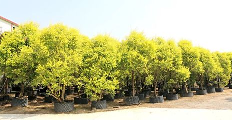 行情回暖，機遇與挑戰并存——深度解析苗木市場新趨勢與苗圃發展策略